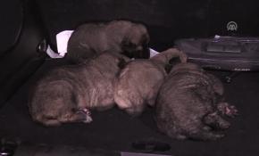 Fabrikadaki yangında bekçi köpeği ve 4 yavrusu kurtarıldı