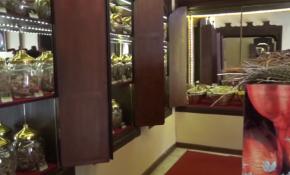 Hatay'daki müzede kentte yetişen 280 bitki türü sergileniyor