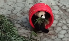 Sevimli panda Fafa, yeni oyuncağıyla oynamaya doyamıyor