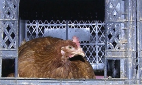 Tavuklarının verimi "müzik" ile artırdı