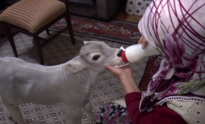 Annesinin süt veremediği buzağıyı evde büyütüyor
