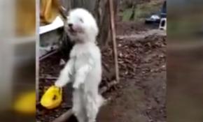 Giresun'da sevimli köpek kemençe sesini duyunca horon oynuyor