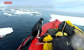 Merakına yenilen sevimli penguenin bota yaptığı ani baskın