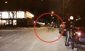 Gecenin karanlığında bir panter