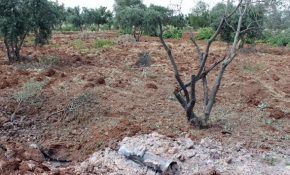 Kilis'te zeytin tarlasına roket düştü