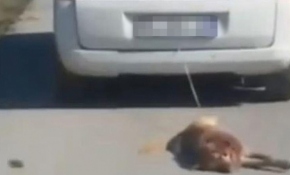 Telef olan köpeğini aracıyla sürükleyen kişiye para cezası