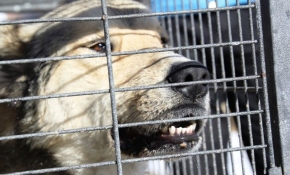 Bayburt'ta bir mahalleye inen kurt yakalandı