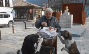 Sokak hayvanları Ulvi Amca'sız kaldı