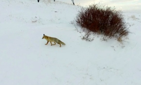 Karda yiyecek arayan tilki drone ile görüntüledi