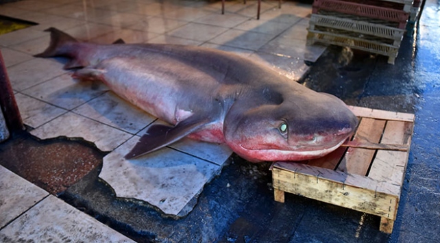 Balıkçıların ağına 5 metre uzunluğunda ve 300 kilogramlık köpek balığı takıldı