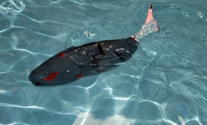 Robot balık, su altının yeni keşifçisi olacak