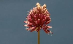 Yeni bir bitki keşfedildi