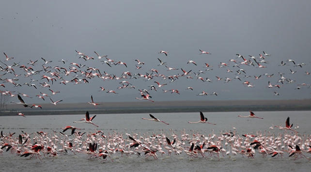 Gala Gölü'nün pembe tüylü misafirleri