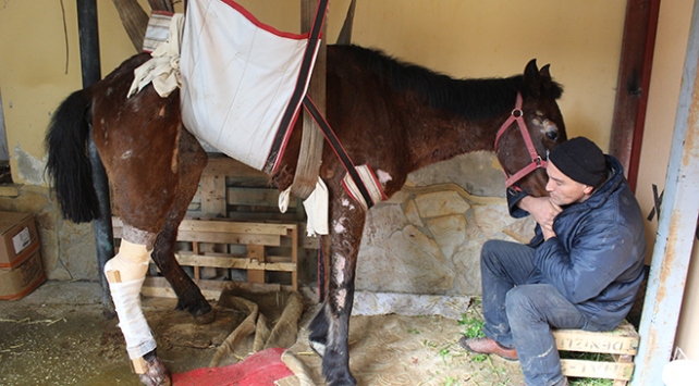 İzmirli hayvanseverden ölüme terk edilen at için yardım çağrısı