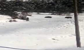 Ardahan'da domuz sürüsü görüntülendi