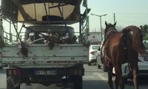 Kamyona bağladığı atı şehir merkezinde koşturdu