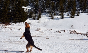 Drone'a saldıran köpek gülümsetti