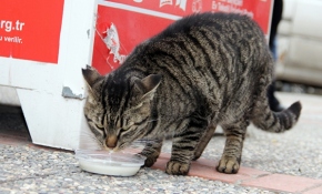 Sevimli kedi 4 yıldır süt almak için sıraya giriyor