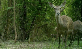 İstanbul'un "utangaç sakinleri" objektife yansıdı