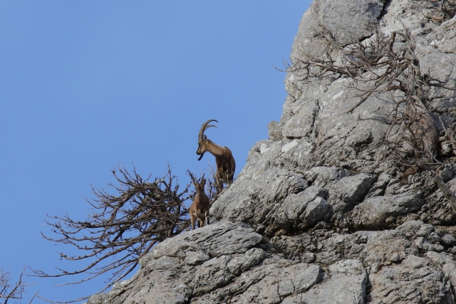 Akseki`nin yaban keçileri