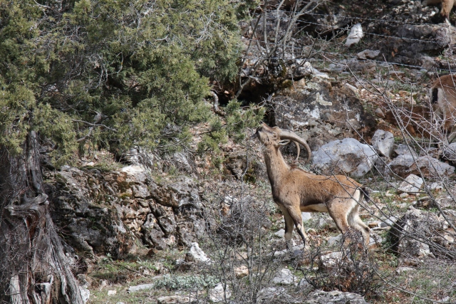 Akseki`nin yaban keçileri
