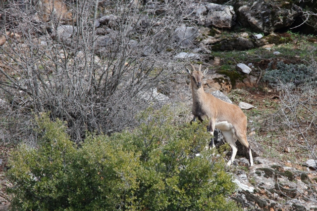 Akseki`nin yaban keçileri