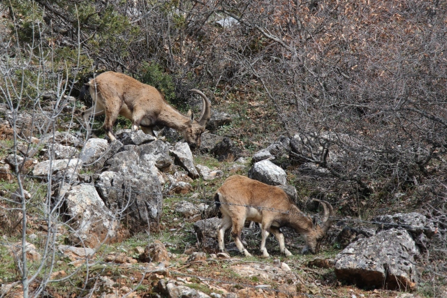 Akseki`nin yaban keçileri
