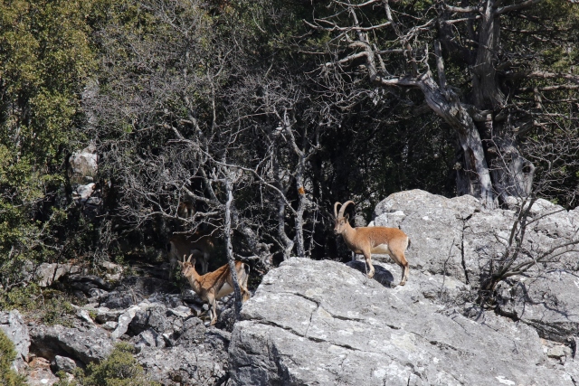 Akseki`nin yaban keçileri