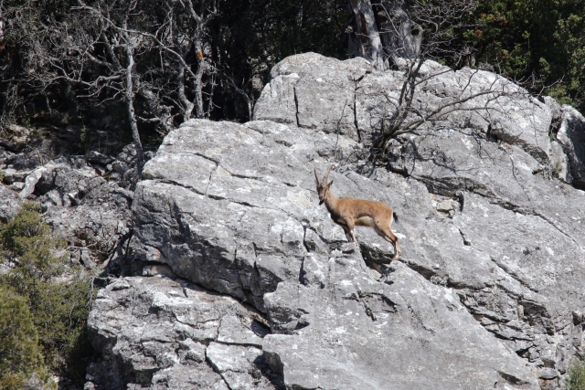 Akseki`nin yaban keçileri