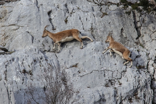 Akseki`nin yaban keçileri