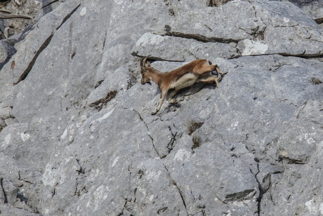 Akseki`nin yaban keçileri