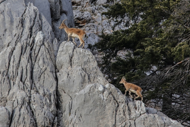 Akseki`nin yaban keçileri