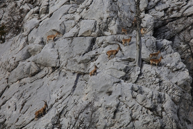 Akseki`nin yaban keçileri