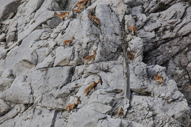 Akseki`nin yaban keçileri