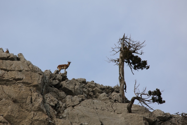 Akseki`nin yaban keçileri