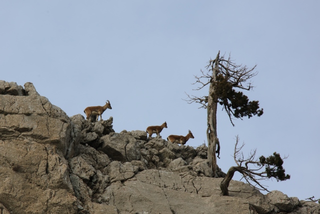 Akseki`nin yaban keçileri