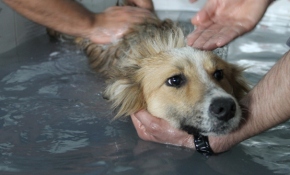 Barınma merkezindeki köpeklerin kaplıca keyfi
