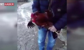 Kesilirken "anne" diye feryat eden horoz kesilmekten kurtuldu