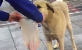 Kasabın en sadık müşterisi sokak köpeği