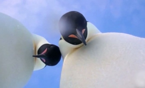 İlk kez kamera gören iki kafadar penguen bol bol özçekim yaptı