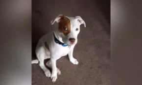 İşitme engelli köpek, işaret dili öğrendi, hayatı değişti