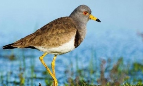 Türkiye'de yeni bir kuş türü tespit edildi