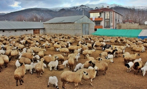 Kuzuların annelerine kavuşma anları ilginç görüntüler oluşturdu