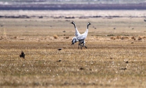 Sazlık Gölü'nde "turna nöbeti" tutuluyor