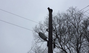 Elektrik direğinde mahsur kalan kedi kurtarıldı