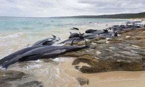 Avustralya’da 150 balina karaya vurdu