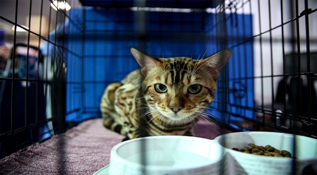 1 kedi ağıla girdi, 14 koyun telef oldu