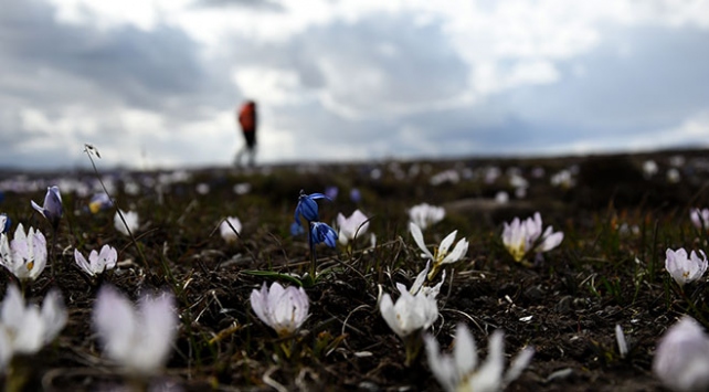 Çiğdem ve kardelenler bahara "merhaba" dedi