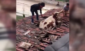 İnek çatıya çıktı, çatı çöktü