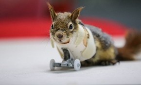 'Karamel' geçici protezine kavuştu